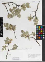 Foto von Salix lanata L.